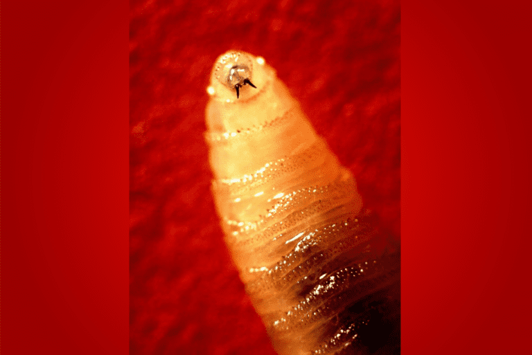 A loose Bible plague? Meat-eating screwworms and the plague of the end of the era A loose bible plague? meat eating screwworms and the plague of