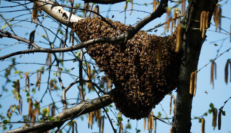 Great Bee Embrace and the Power of Supporting Community Great bee embrace and the power of supporting community