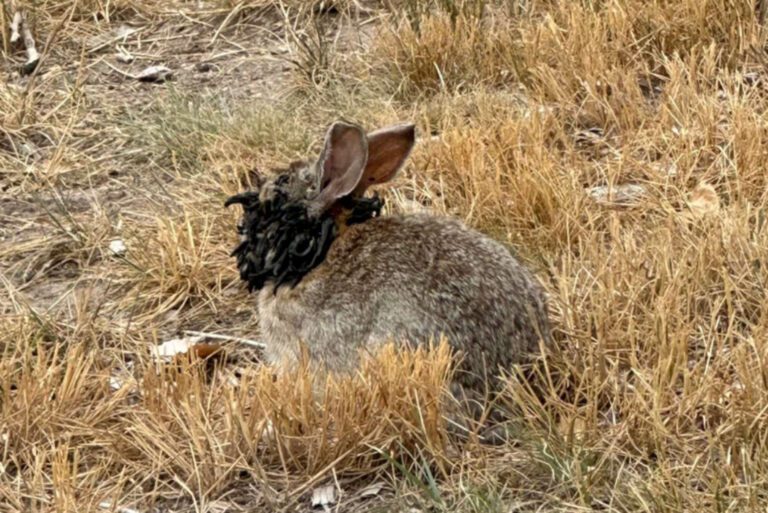 Mystical tentacle rabbit: the ultimate sign of the end era?