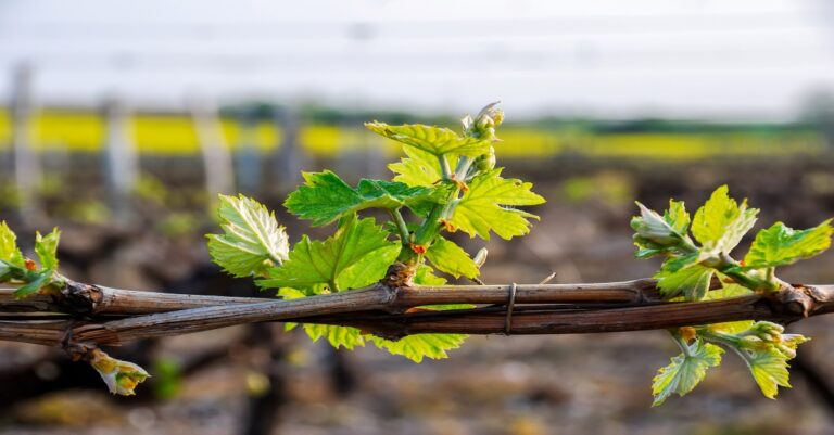 Ibelieve an inspirational prayer for christian women