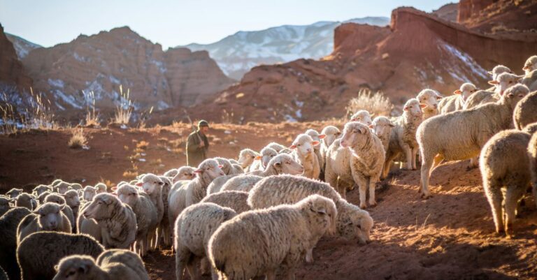 Why was david a man who followed god's will?