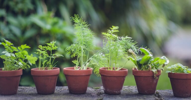 3 ways to cultivate mental peace this may