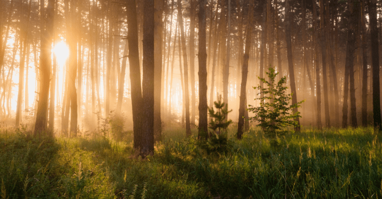 Prayer to connect with god in the forest